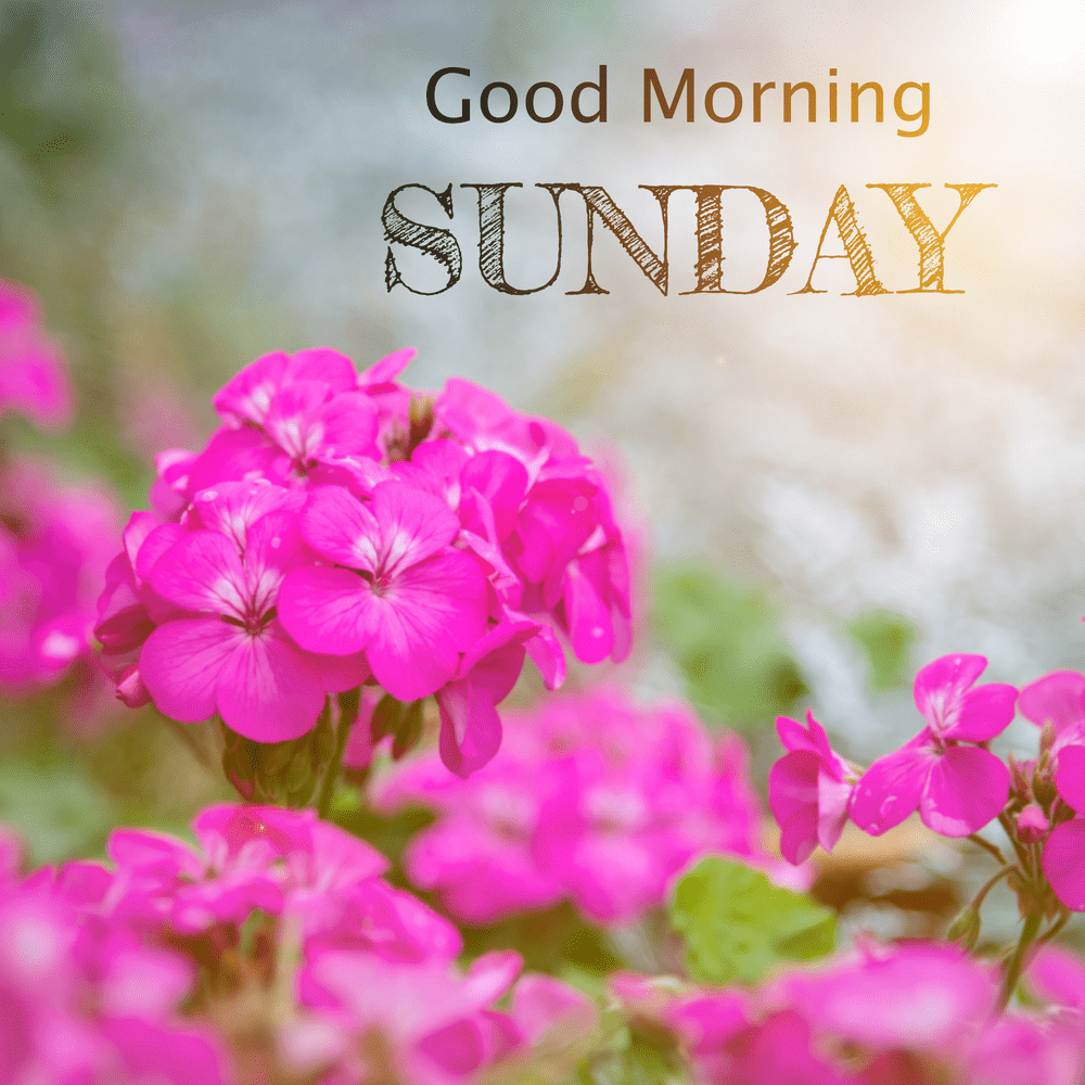 Feb Update Most Beautiful Good Morning Sunday Images Az Quotes