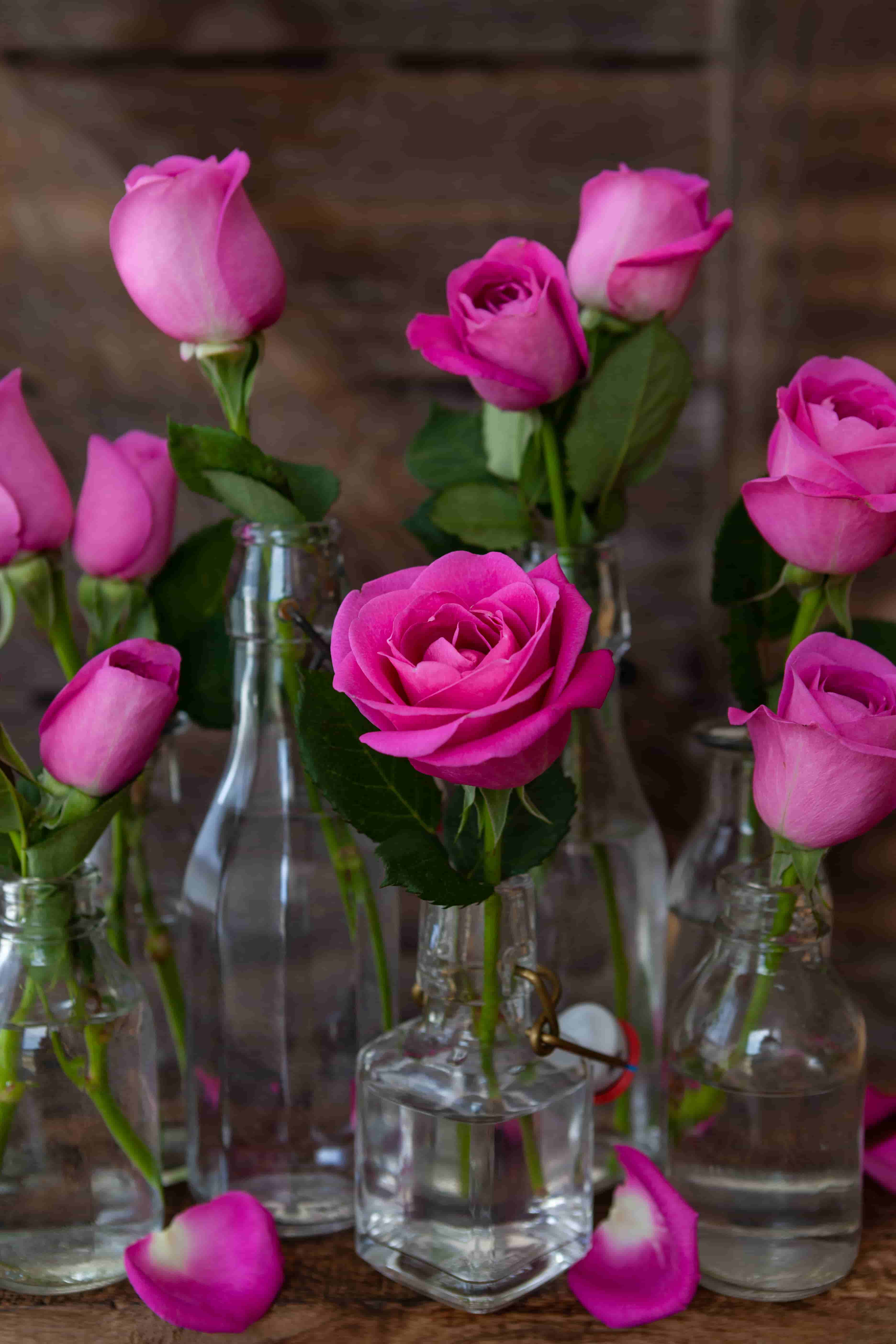 Lush of pink rose images in hd
