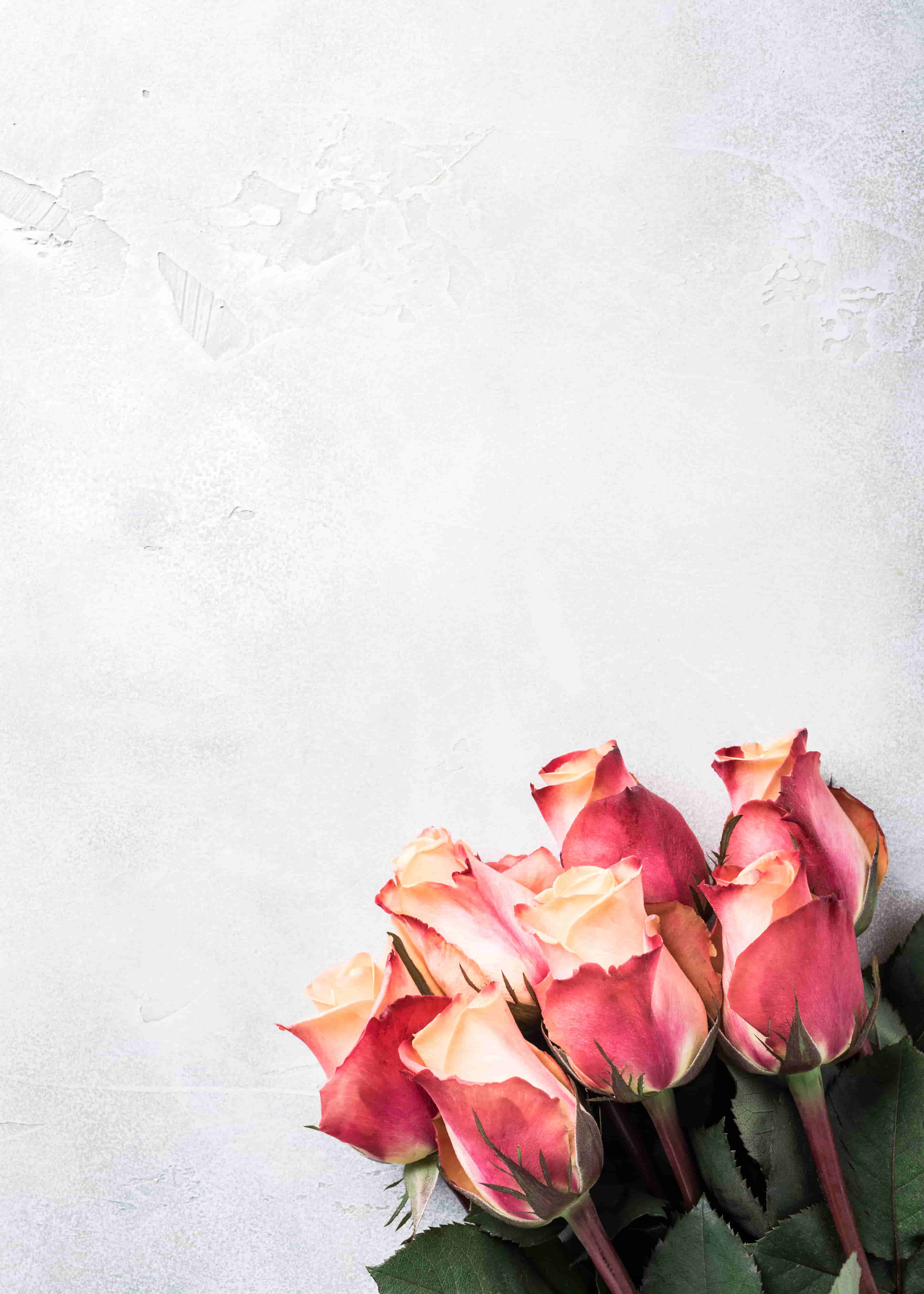 beautiful pink roses image