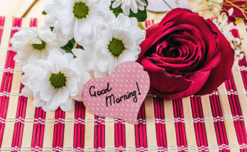 beautiful rose flowers