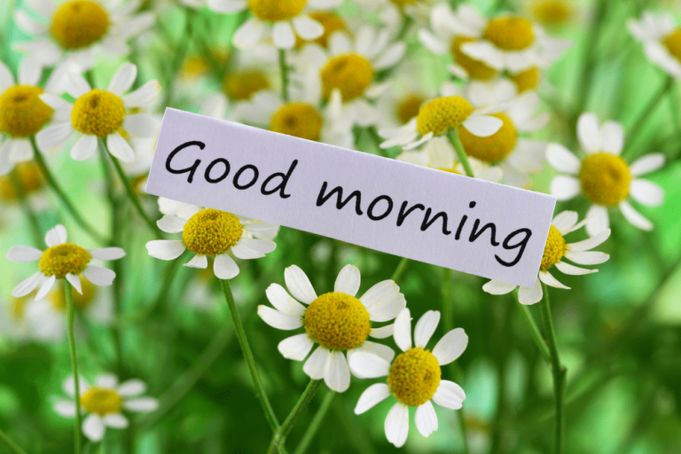 100+ Good Morning Flowers Images, Picture, Wallpapers - Az-Quotes