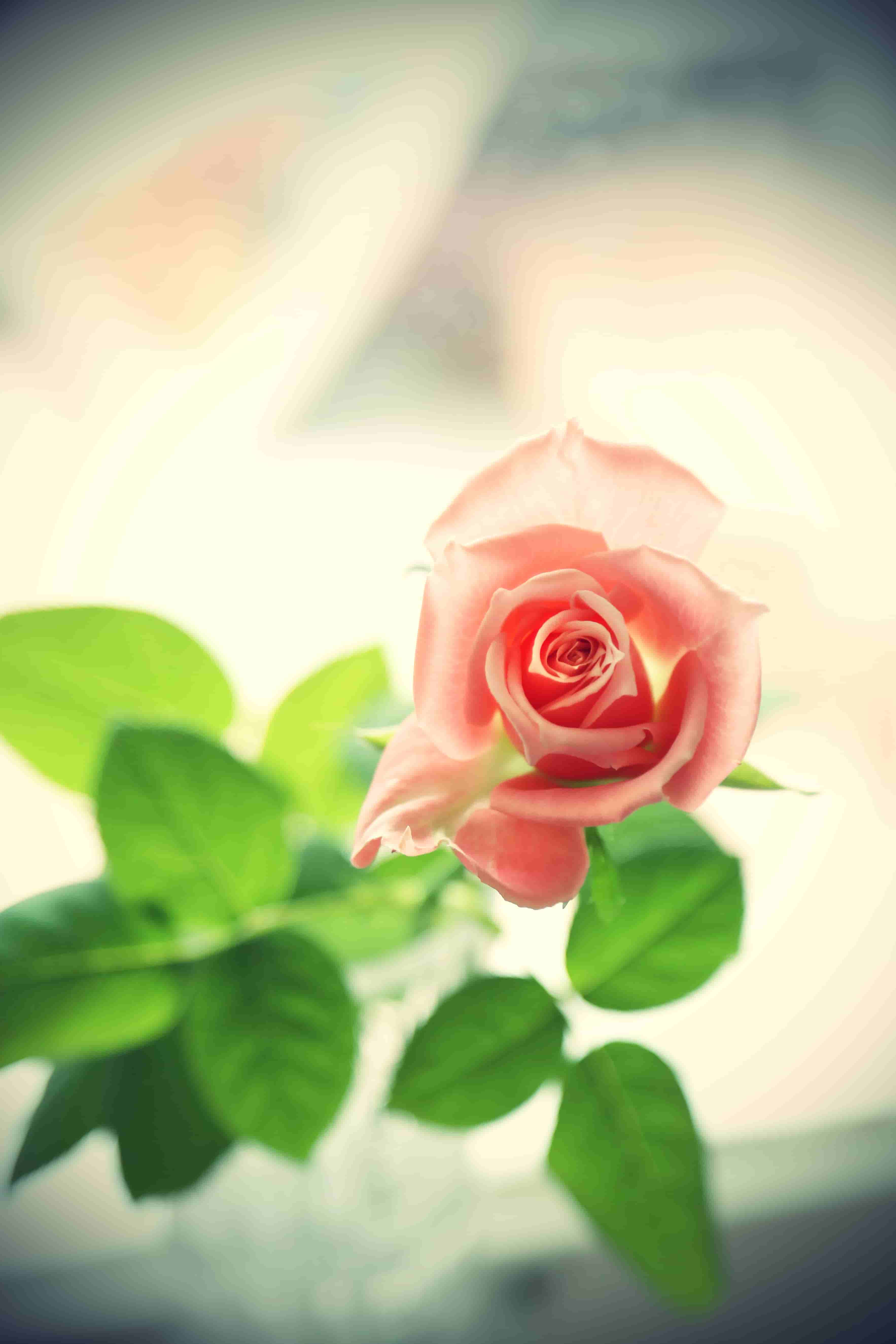 Most romantic Pink Rose Image