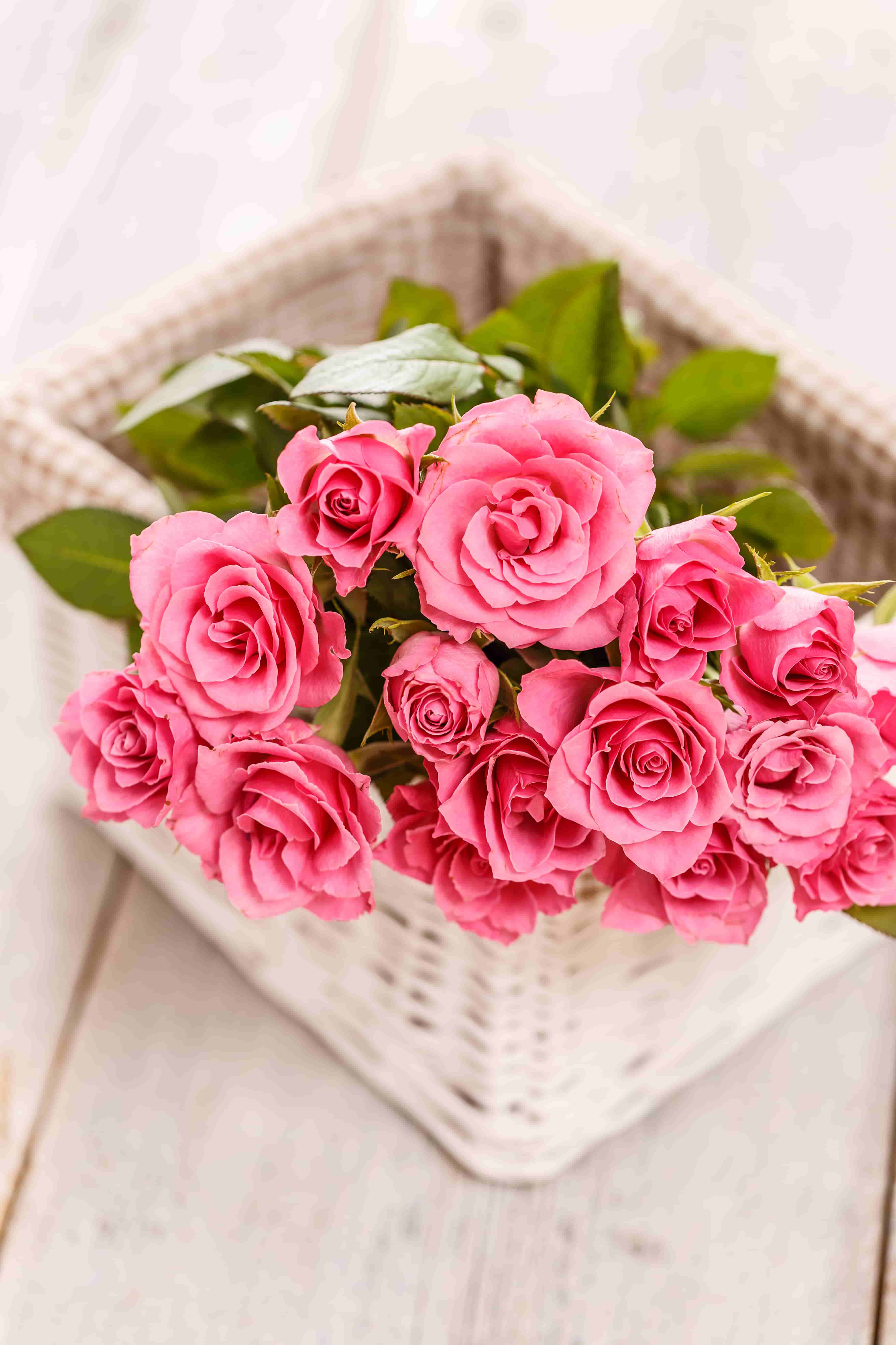 Pink rose in basket image