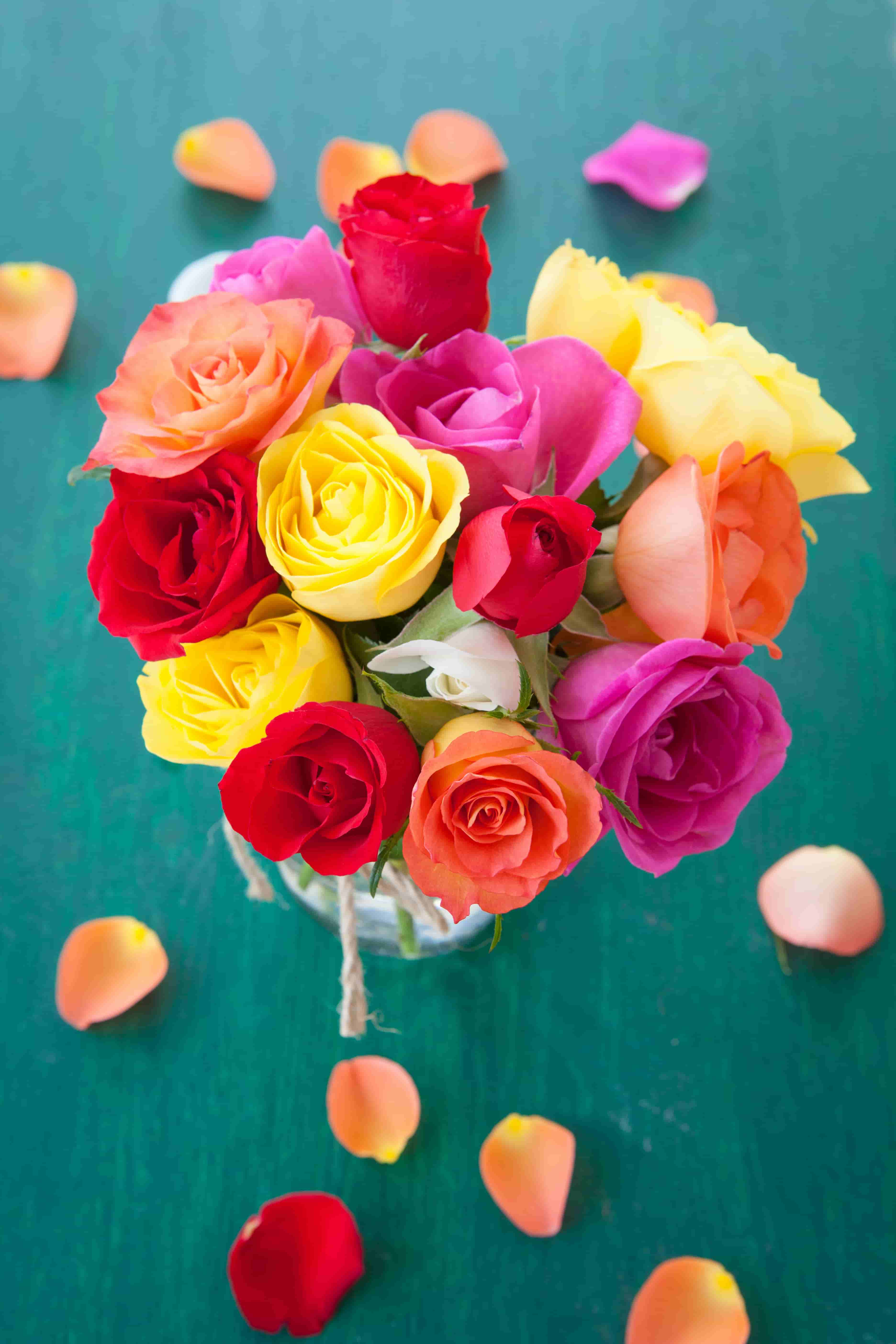colorful roses Images in HD for free downlaod