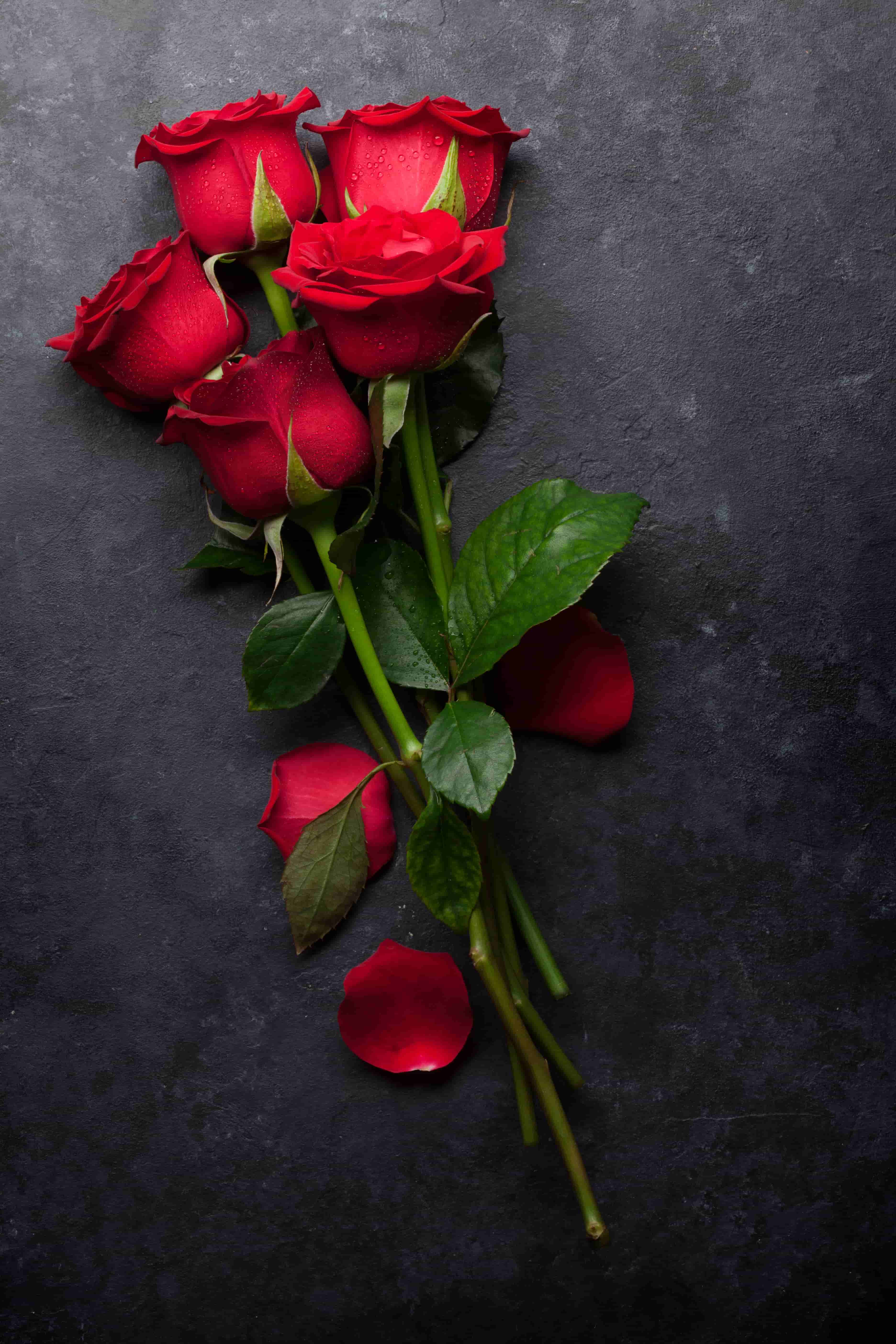 nice rose flower images
