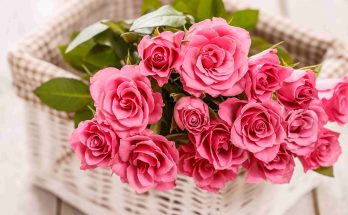 rose images photos wallpapers